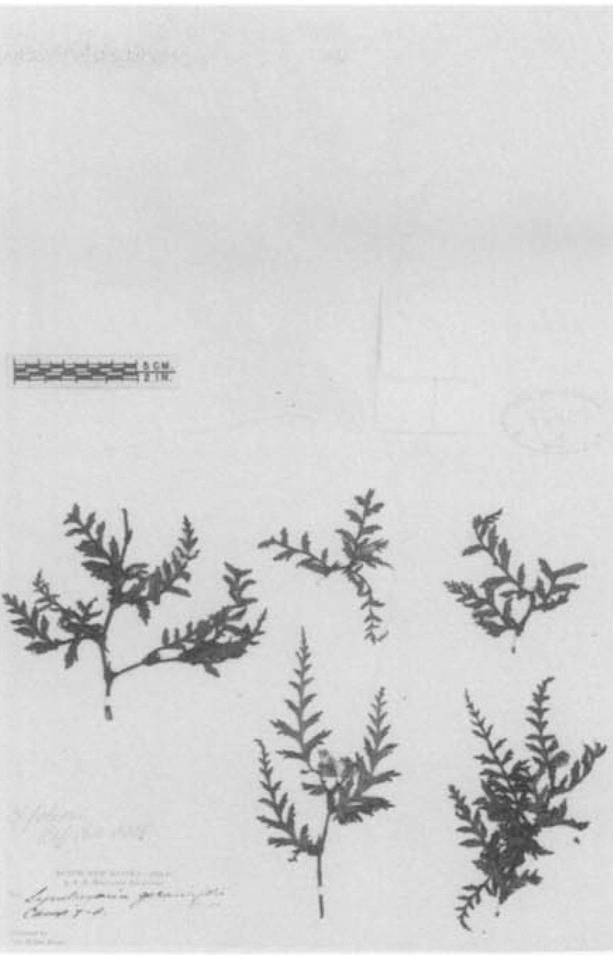 B. symgeraniifolia